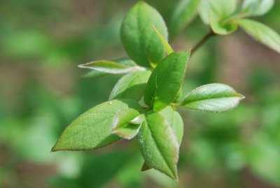 Stewartia monadelpha - stevartie jednobratrá - jarní výhonky (2)